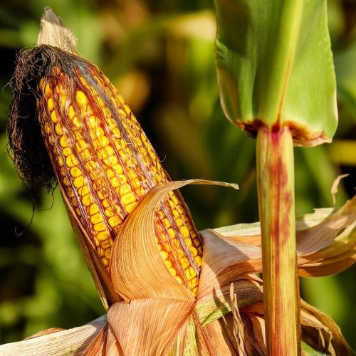 corn-1690387_1280